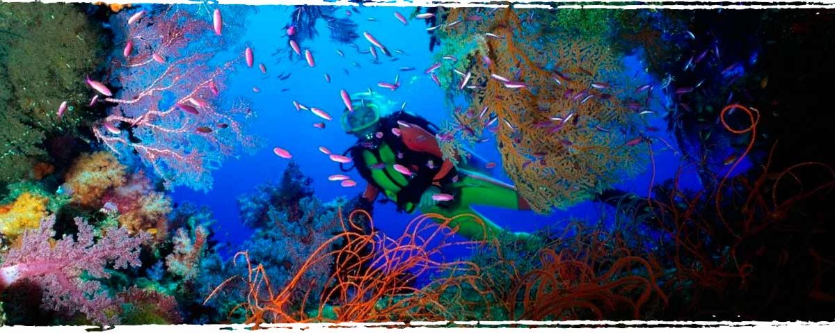 Diving in Florida Keys - Xperience Florida Marine