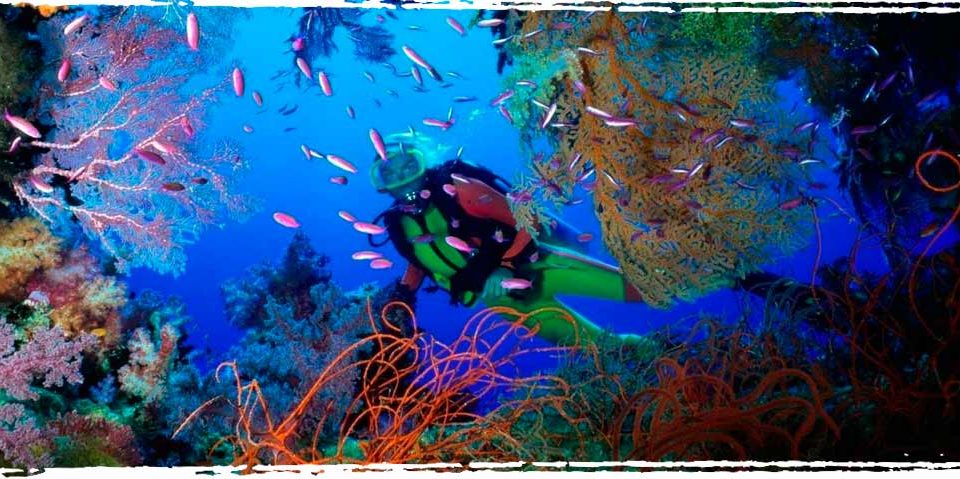 Diving in Florida Keys - Xperience Florida Marine