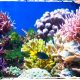 Why Coral Reefs are so important for Floridas marine eco system - Xperience Florida Marine
