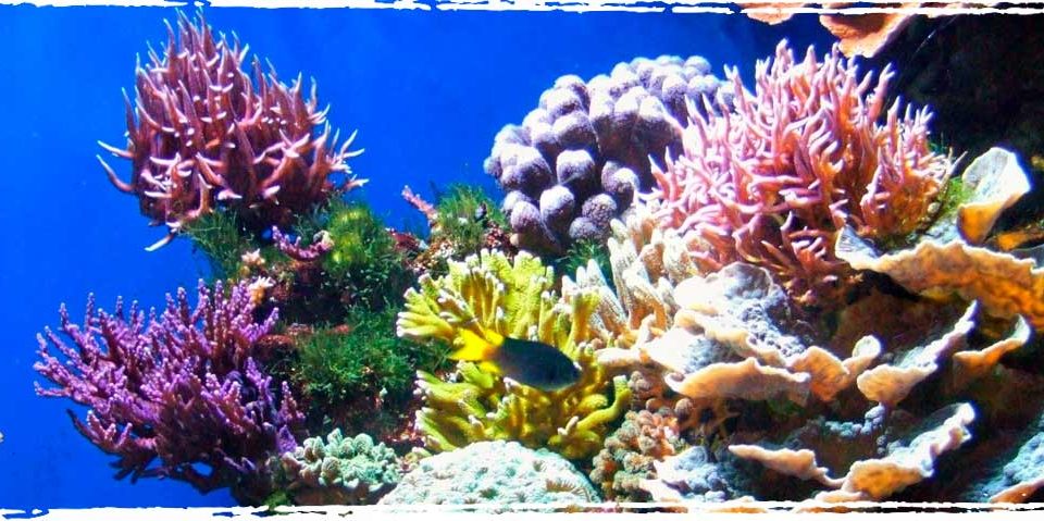 Why Coral Reefs are so important for Floridas marine eco system - Xperience Florida Marine