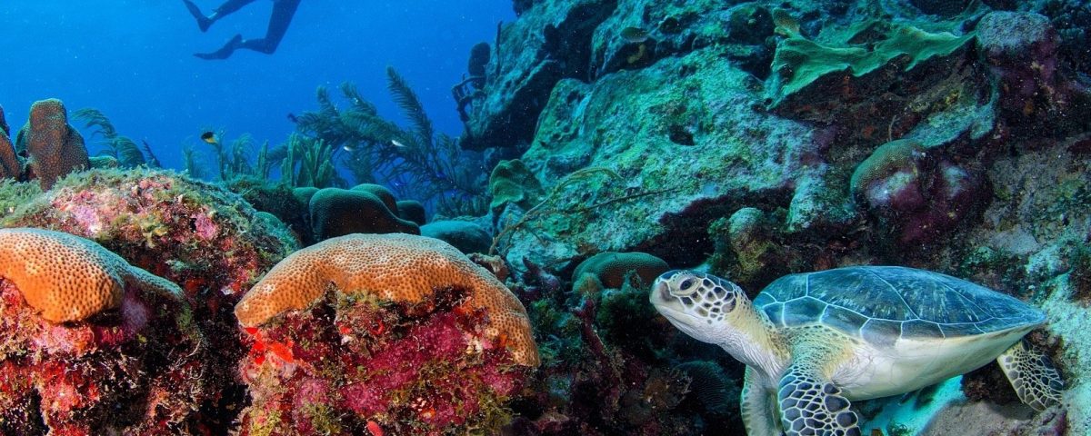 Ocean, corals and turtle - Xperience Florida Marine